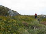 23933 Wouko hiking through yellow flower bushes.jpg